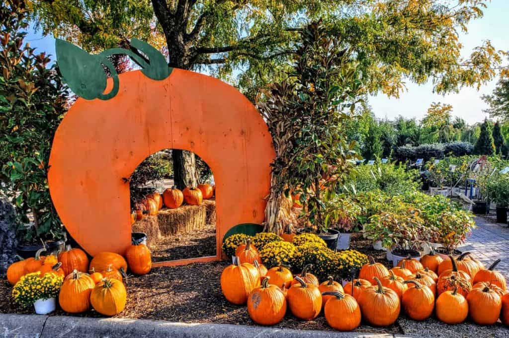 Pumpkin Patch at Blueville Nursery