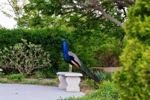 Enjoy the animals that roam the Sunset Zoo