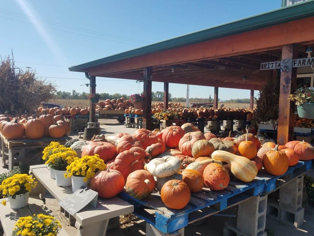 Pumpkin farm stand with autumn harvest display.