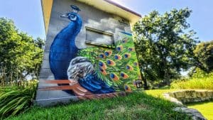 Peacock mural at the Clay Center Zoo