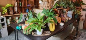 Cozy indoor plant shop with decorative pottery and plants.
