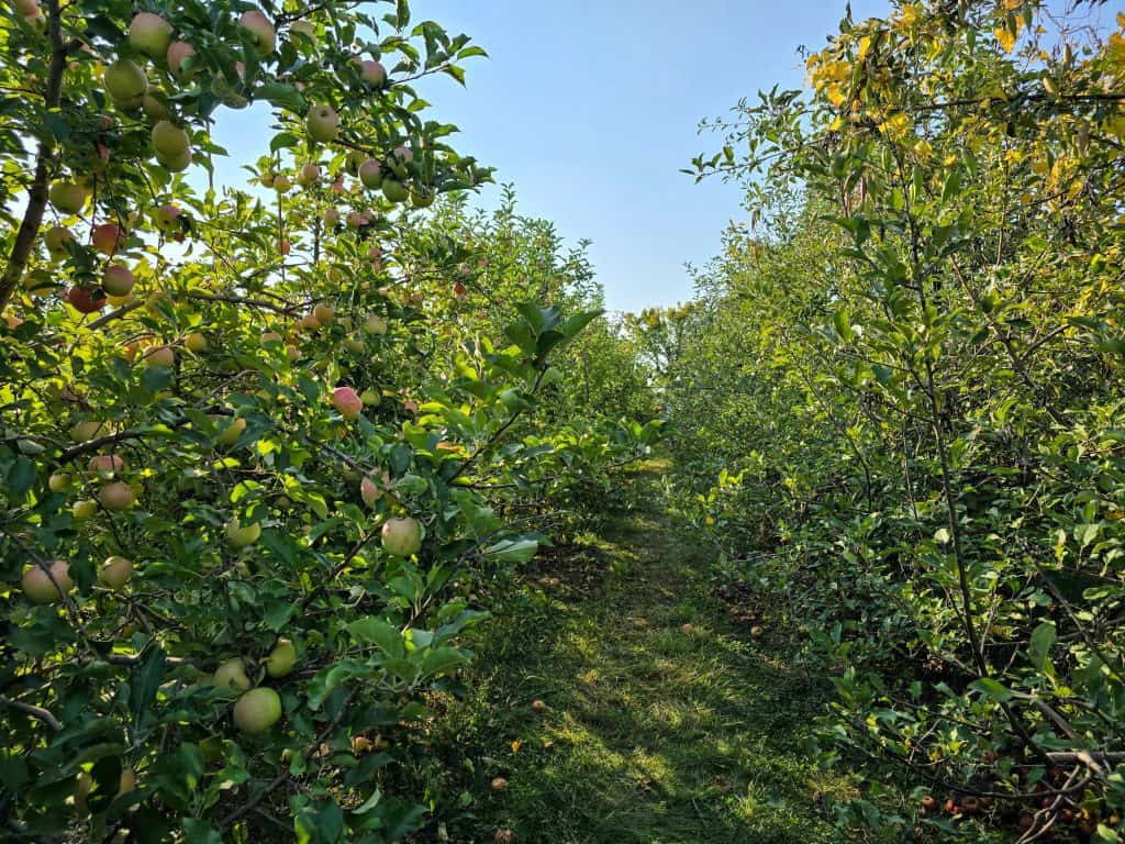 An orchard path at Cider Hill, surrounded by lush green apple trees laden with ripe apples under a clear blue sky. The grassy path is dappled with sunlight, creating a serene and inviting scene, reminiscent of a peaceful afternoon away from the bustle of Kansas City.