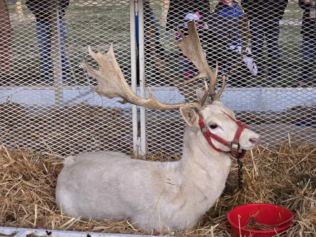 In the charming Christmas City of WaKeeney, a majestic white reindeer with large antlers and a red harness rests on straw inside a fenced area. A red water bowl sits before it, while in the background, people gather to observe this magical scene in the heart of High Plains, KS.