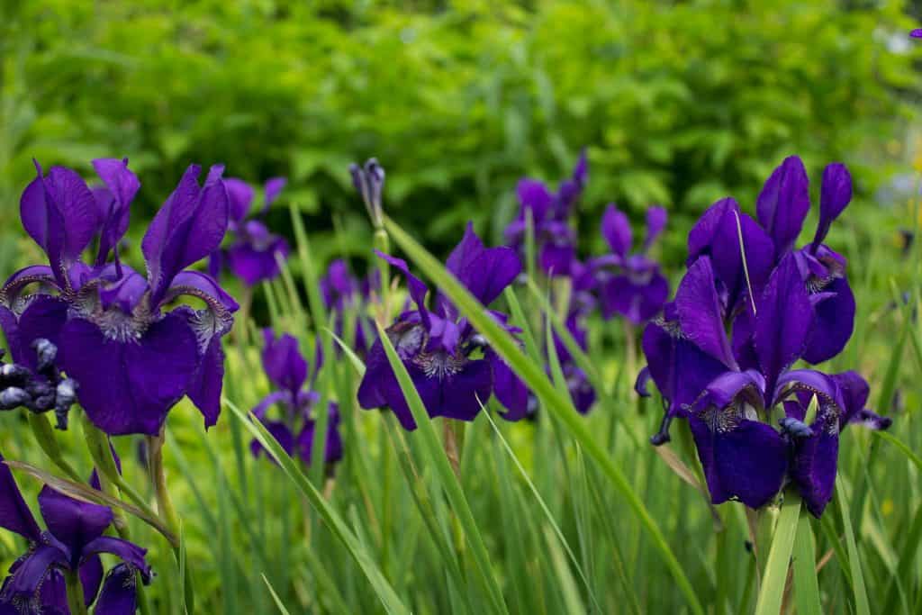 Close-up of vibrant purple irises in a garden, surrounded by green leaves and stems. The background displays a lush, leafy greenery, creating a natural, serene setting.