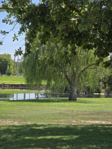 A large willow tree provides shade on a grassy lawn beside a calm pond at Frank Anneberg Park in Manhattan KS, with a duck swimming in the water and lush greenery in the background.