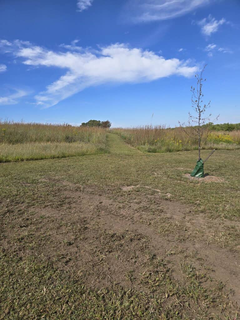 A grassy path winds through tall grass under a blue sky with scattered clouds at Roger Schultz Community Park in Manhattan KS. A young tree with a green watering bag stands on the right, adding to the scenic landscape.