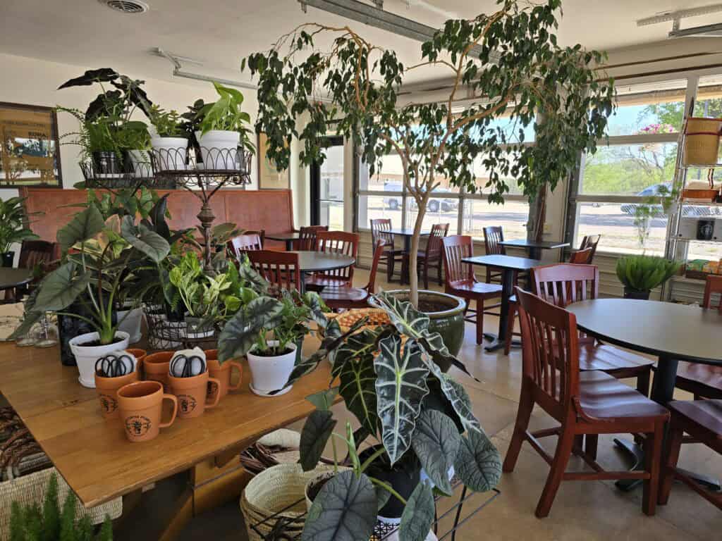 A cozy café interior at Radina’s in Manhattan KS features wooden tables and chairs, large leafy green plants like the Coffee Plant, and sunlight streaming through big windows, creating a lush, inviting atmosphere.