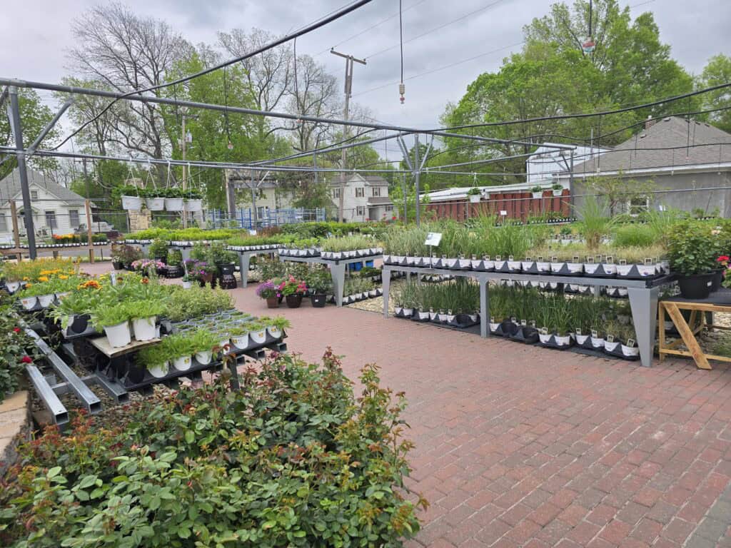 Grove Gardens in Council Grove, KS features rows of potted plants and flowers on metal shelves along a brick walkway, set against the scenic backdrop of the Flint Hills and charming houses under a cloudy sky.