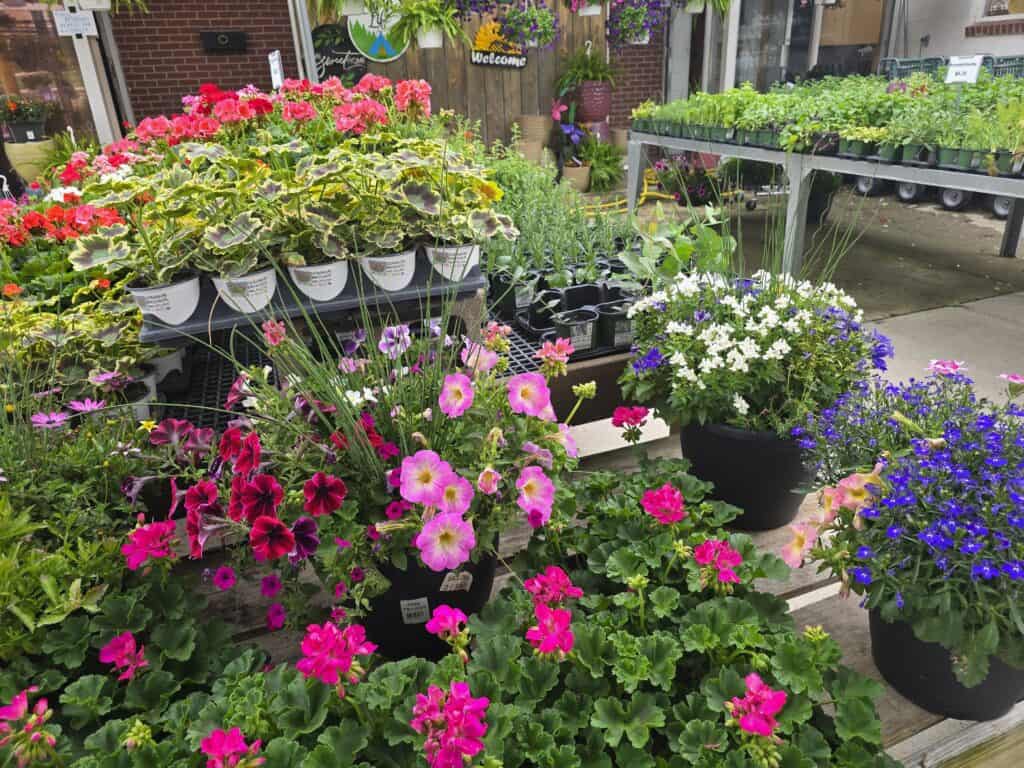 Colorful potted flowers, including pink, red, white, and purple blooms, are displayed on wooden tables at Grove Gardens in Council Grove KS, a bright garden center with green plants in the background.