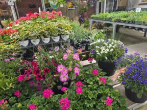 Colorful potted flowers, including pink, red, white, and purple blooms, are displayed on wooden tables at Grove Gardens in Council Grove KS, a bright garden center with green plants in the background.